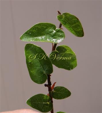  Leaves (Adaxial View)